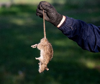 Lee County Rat Exterminators